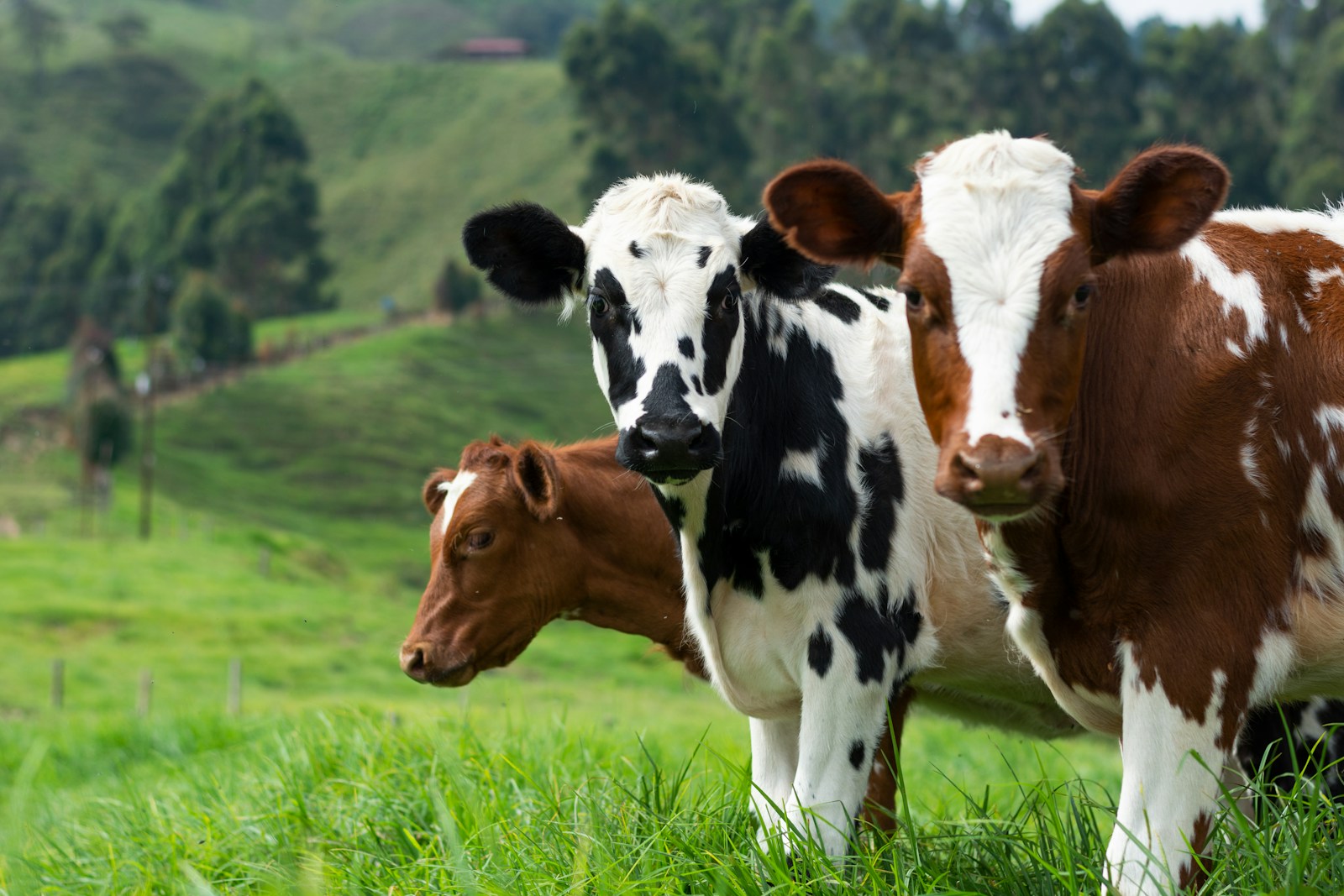 Jakie są najlepsze praktyki higieniczne dla zapobiegania mastitis u krów?