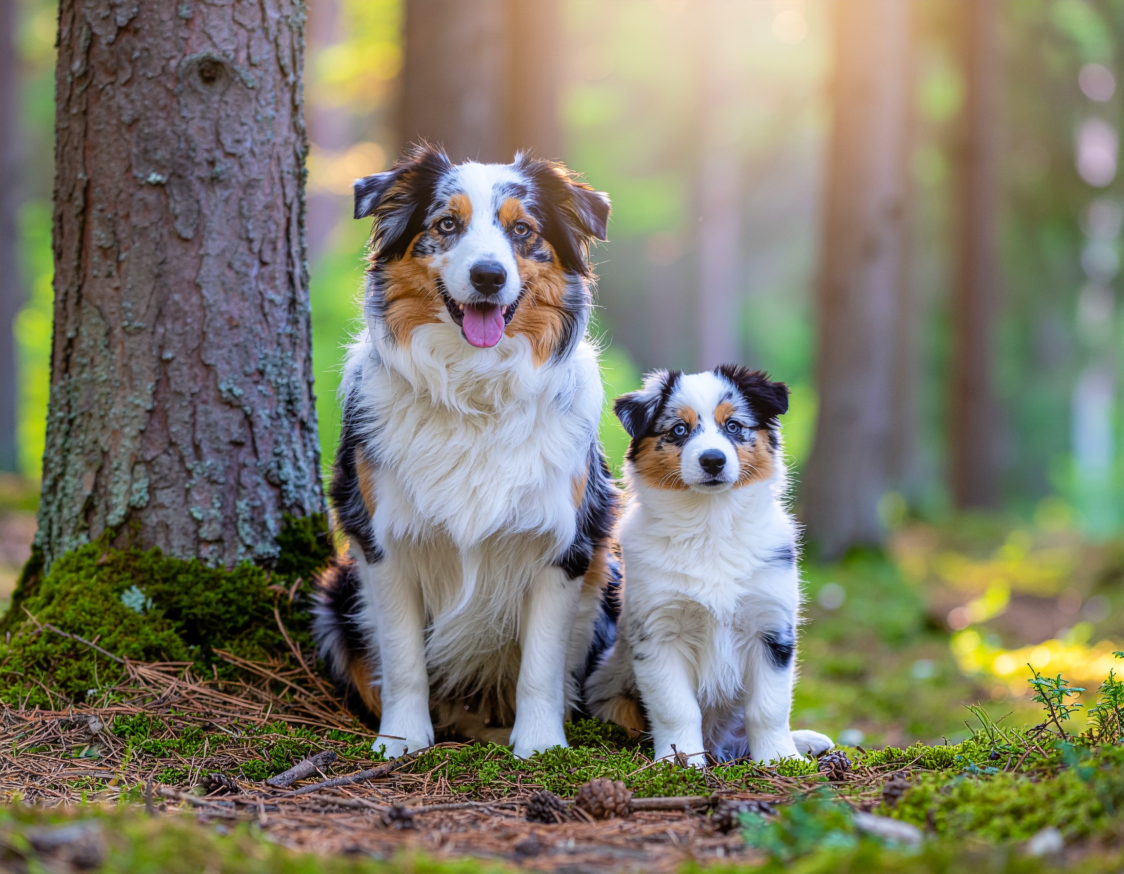 Na co zwrócić uwagę, gdy pies przechodzi z karmy dla szczeniaków na suchą?